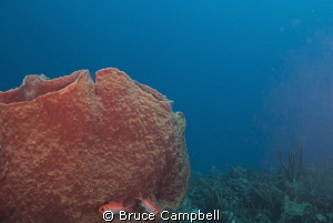 black bar soldier fish and barrel sponge by Bruce Campbell 